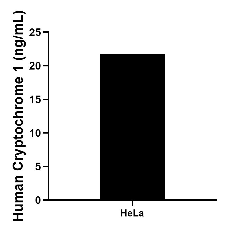 The mean Cryptochrome 1 concentration was determined to be 21.76 ng/mL in HeLa cell extract based on a 1.20 mg/mL extract load.